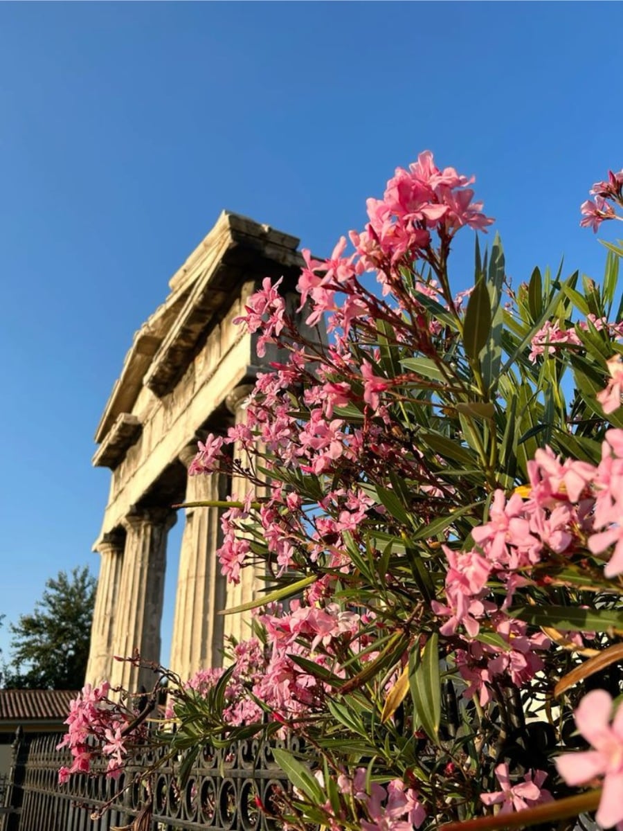 Flowers in Greek Mythology - What Do You Know About the Different Floral Myths?