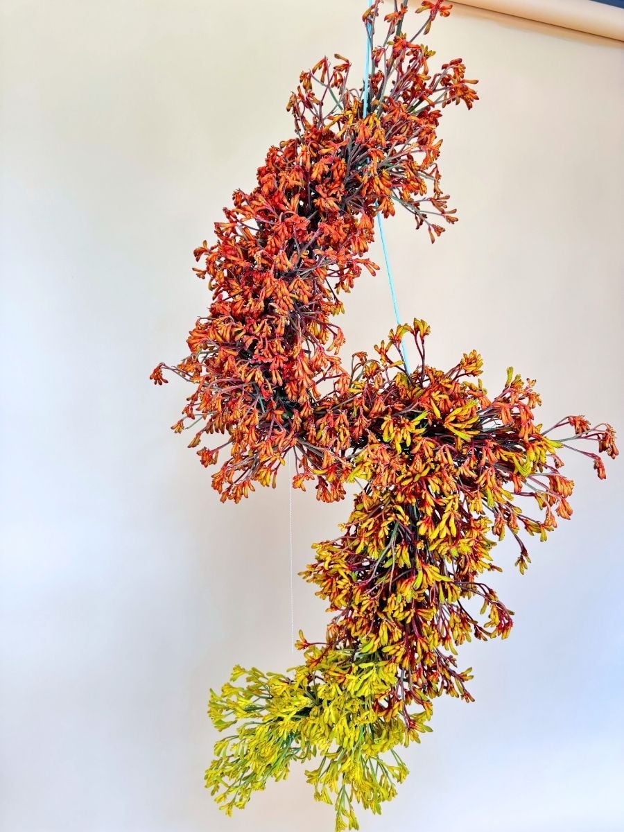 Hanging Anigozanthos Design With Gradient Colors by Dopamine Flower Atelier