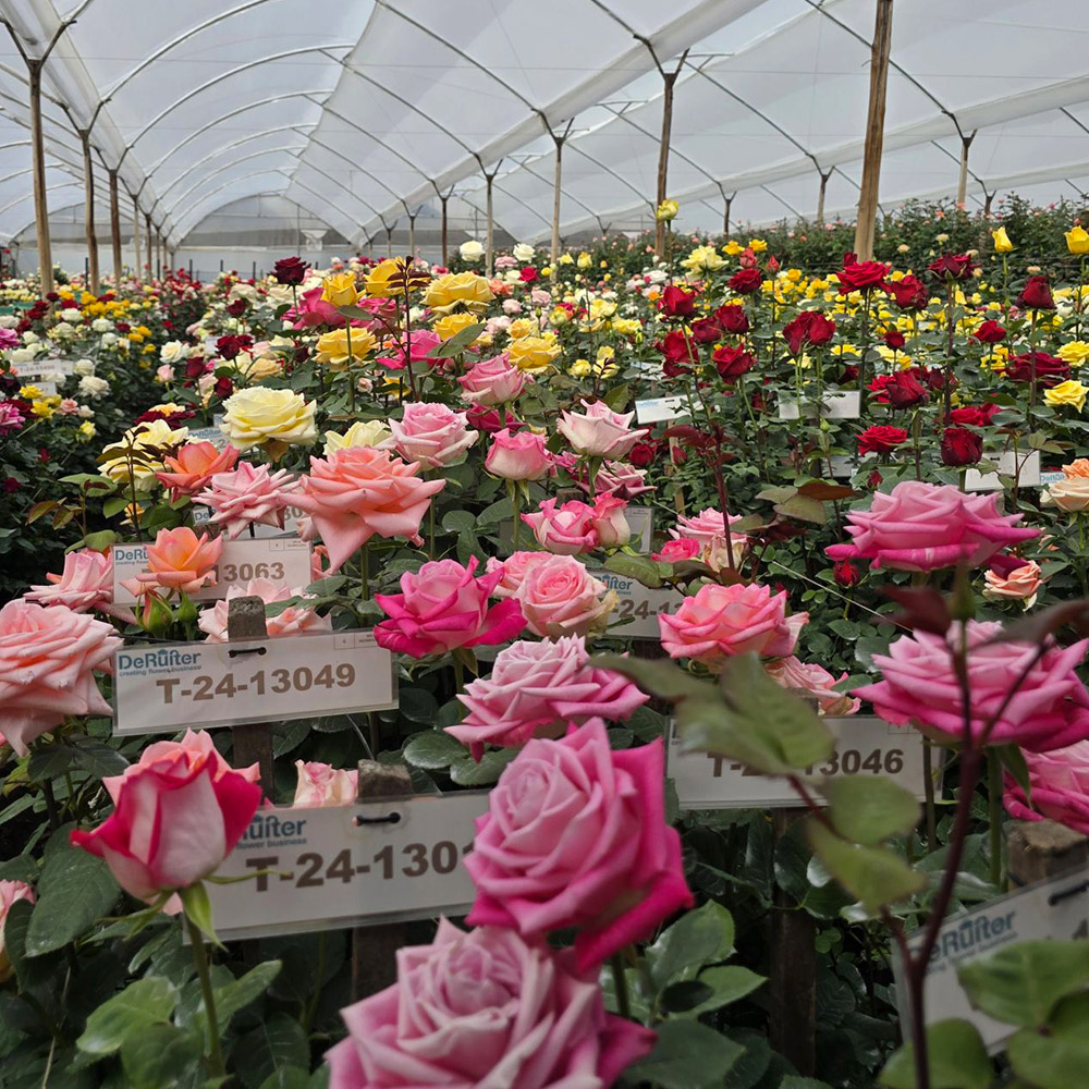 De Ruiter Ecuador colorful roses in greenhouse