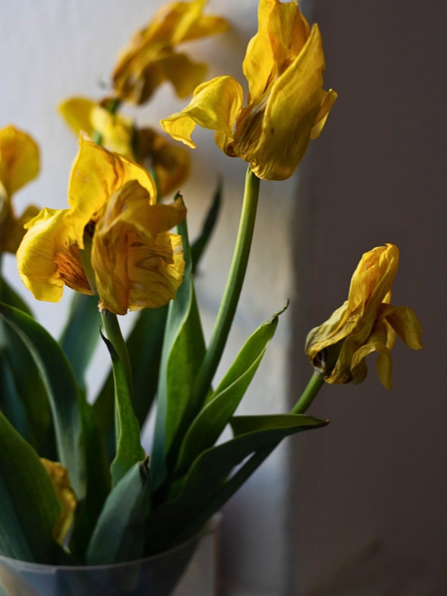 Why Do Flowers Wilt Faster in Warm Weather?