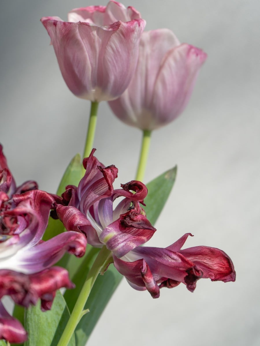 Why Do Flowers Wilt Faster in Warm Weather?
