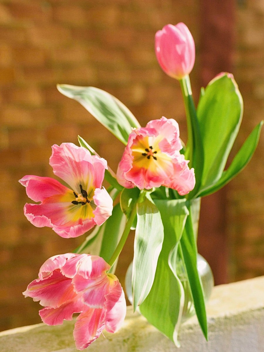 Why Do Flowers Wilt Faster in Warm Weather?