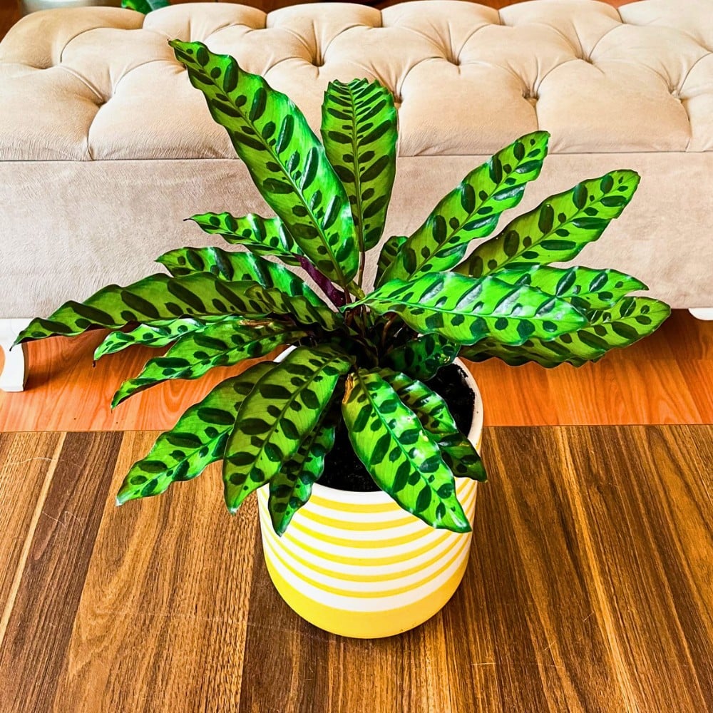 ​Calathea rattlesnake plant is also considered a member of tropical plants