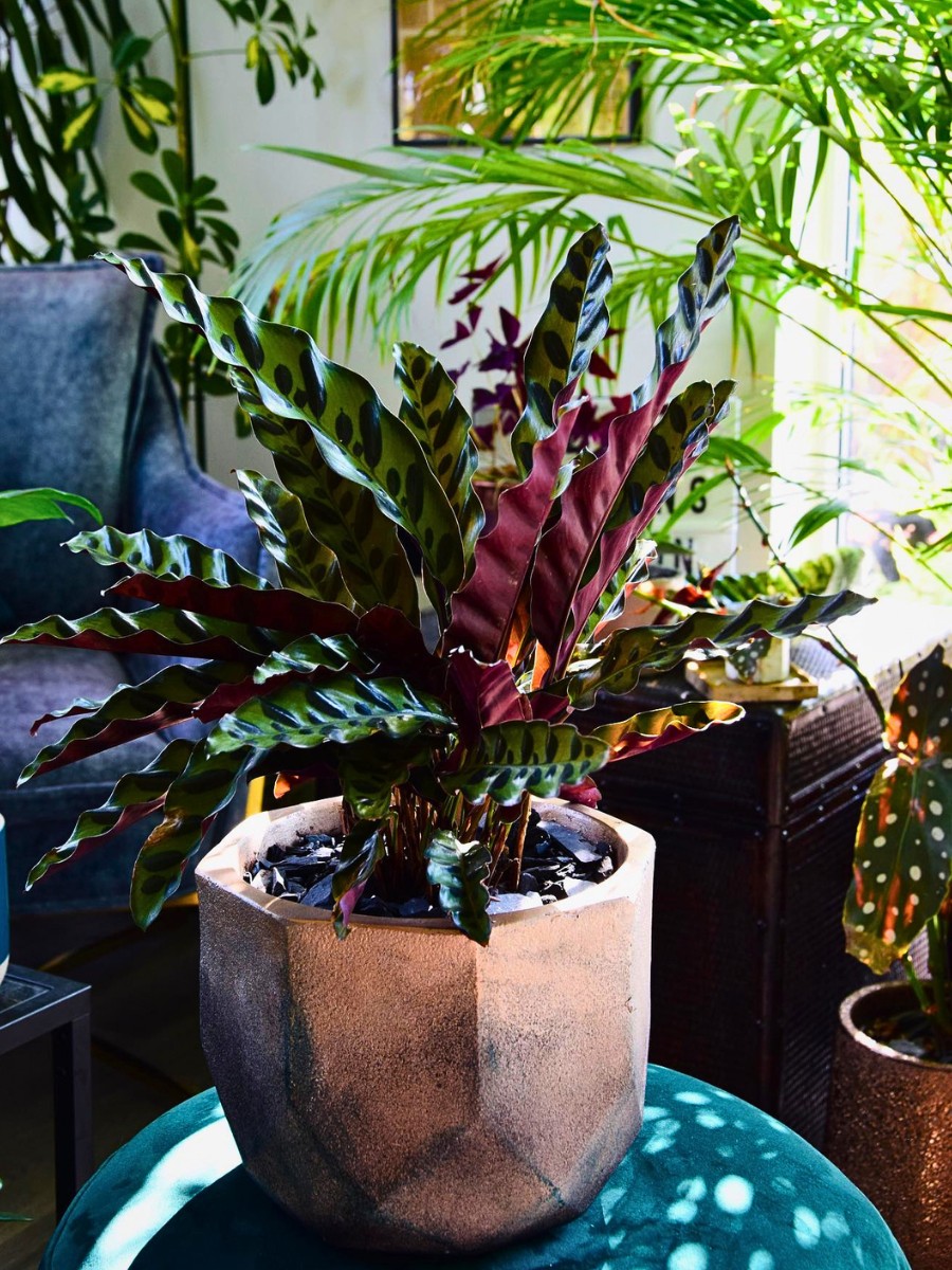 Rattlesnake calathea are well-known for their commercial leaf shine