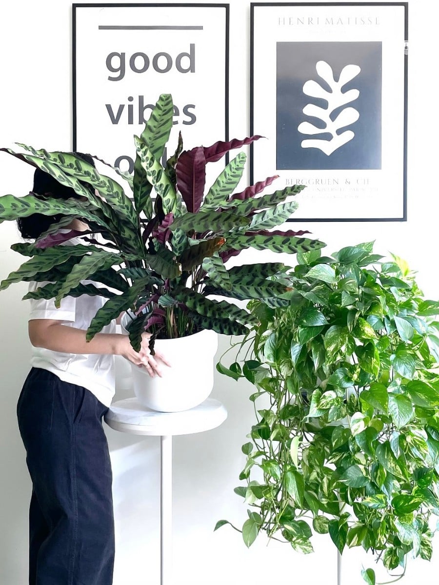 The Alluring and Easy-To-Grow Calathea Rattlesnake Plant