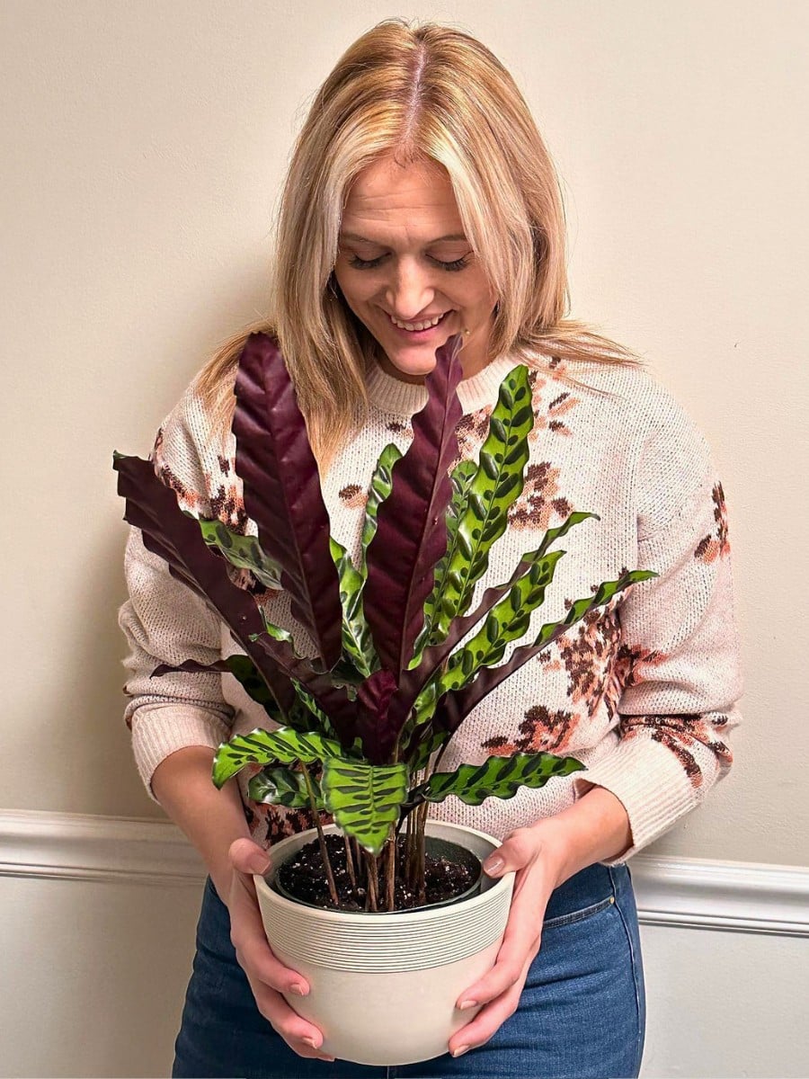 A well lit room with partial shade or low sun exposure also works well for rattlesnake plant growth