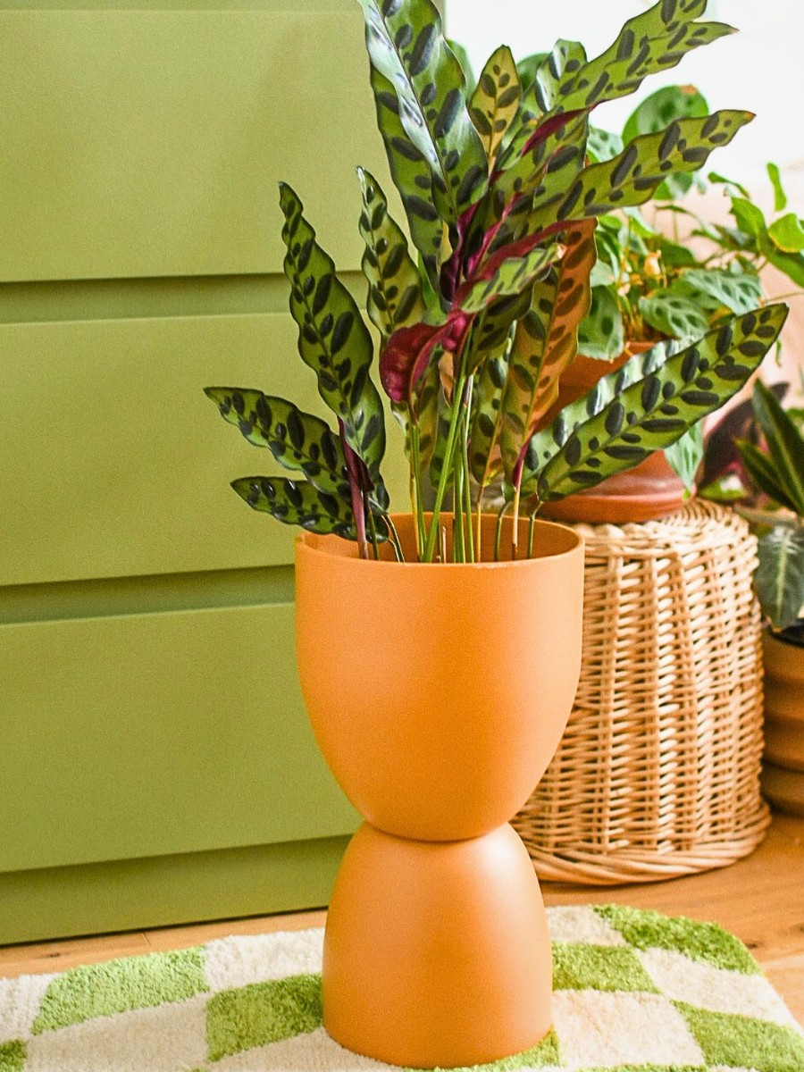 Rattlesnake plants can grow up to around 20 inches tall