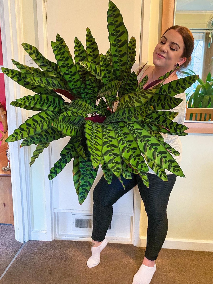 The rattlesnake plant gets its name from the distinctive patterns on its leaves.