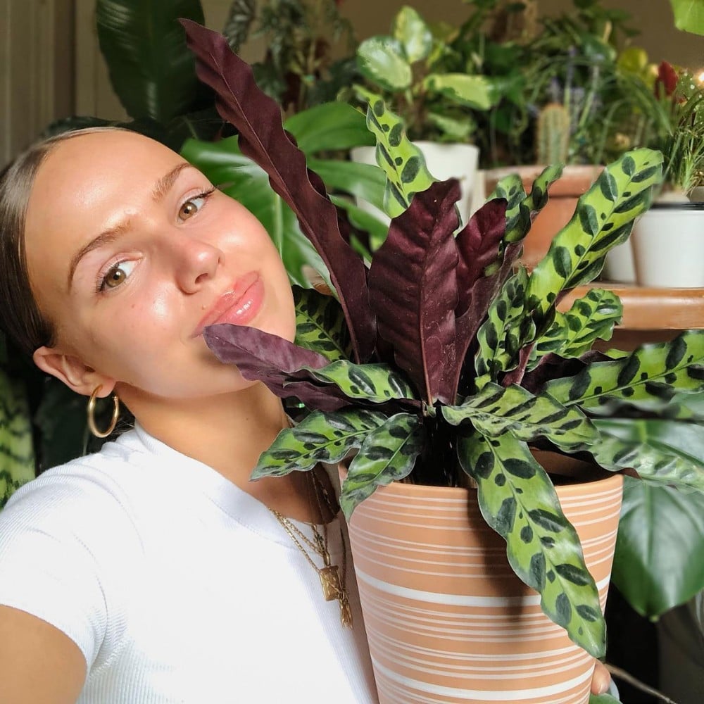 Rattlesnake Plant Is a Striking Houseplant With an Exotic Charm