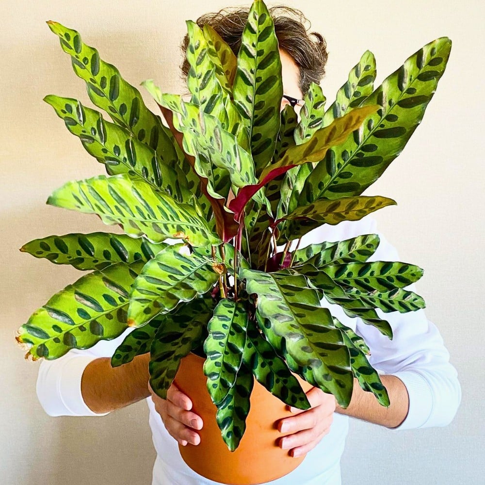 Rattlesnake Plant Is a Striking Houseplant With an Exotic Charm