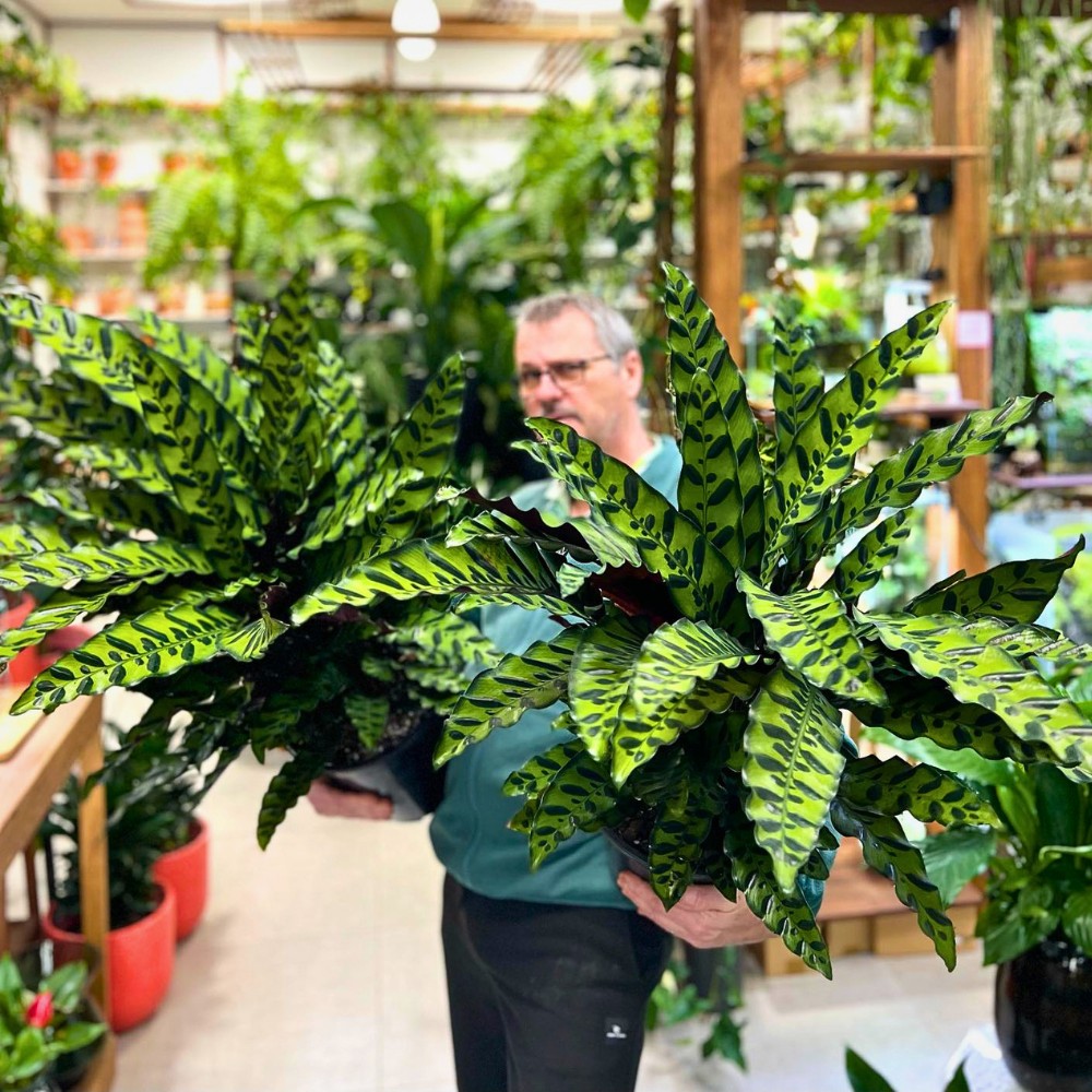 The good news is rattlesnake plants are non-toxic to humans and pets, including cats and dogs.