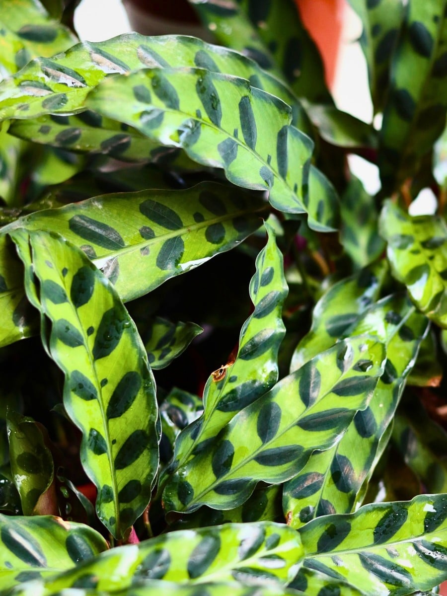 The rattlesnake plant gets its name from the distinctive patterns on its leaves. 