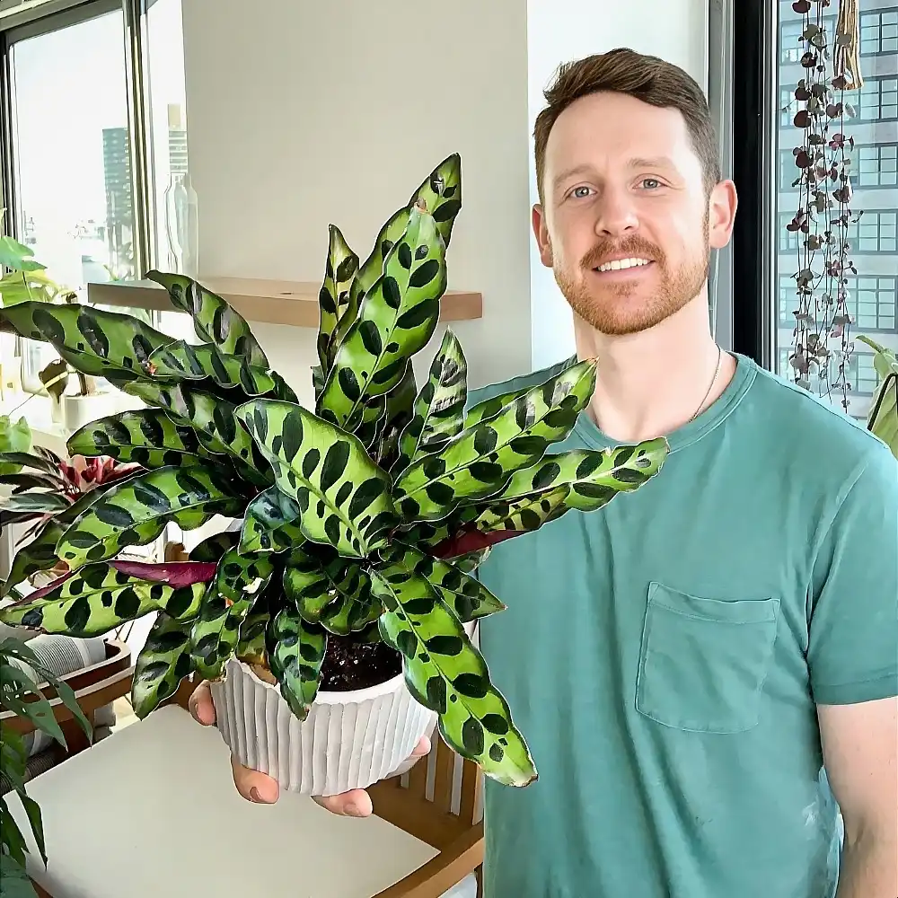 The Alluring and Easy-To-Grow Calathea Rattlesnake Plant
