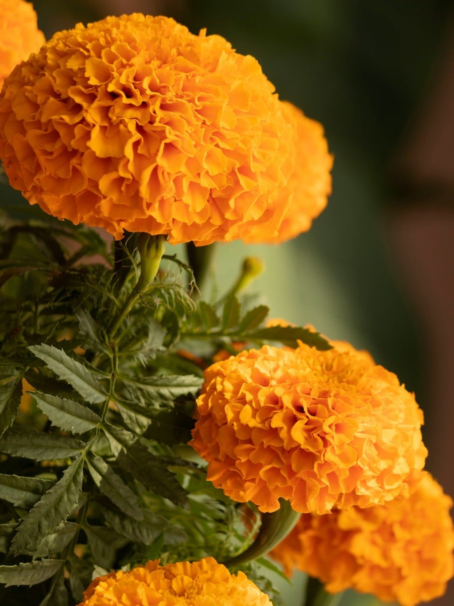 Para los Leo, las flores son más que una simple decoración. Son una extensión de su personalidad. Los girasoles, las caléndulas, las dalias, Hibiscus, las orquídeas, las bocas de dragón y las calas capturan la esencia de la naturaleza apasionada, generosa y carismática de Leo —Artículo Thursd 