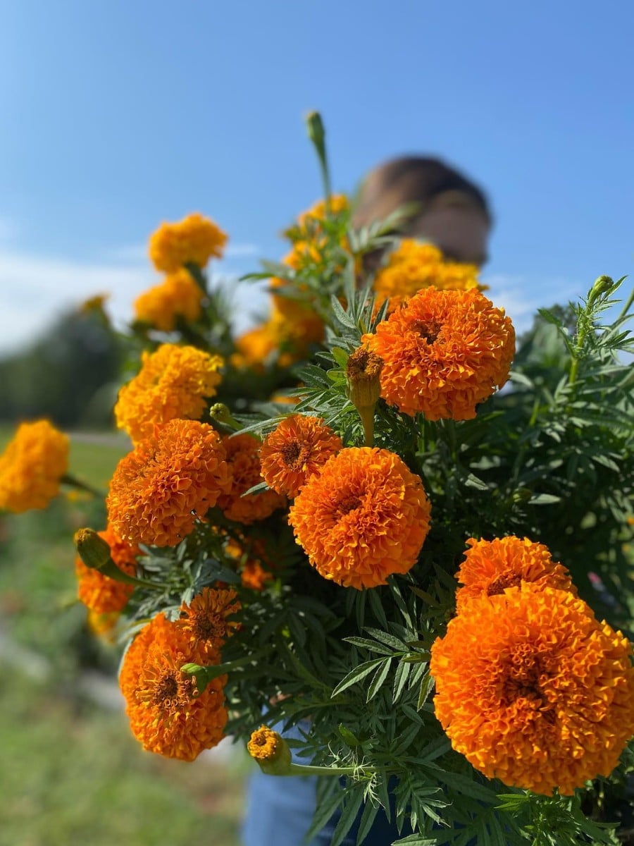 Para los Leo, las flores son más que una simple decoración. Son una extensión de su personalidad. Los girasoles, las caléndulas, las dalias, Hibiscus, las orquídeas, las bocas de dragón y las calas capturan la esencia de la naturaleza apasionada, generosa y carismática de Leo —Artículo Thursd 