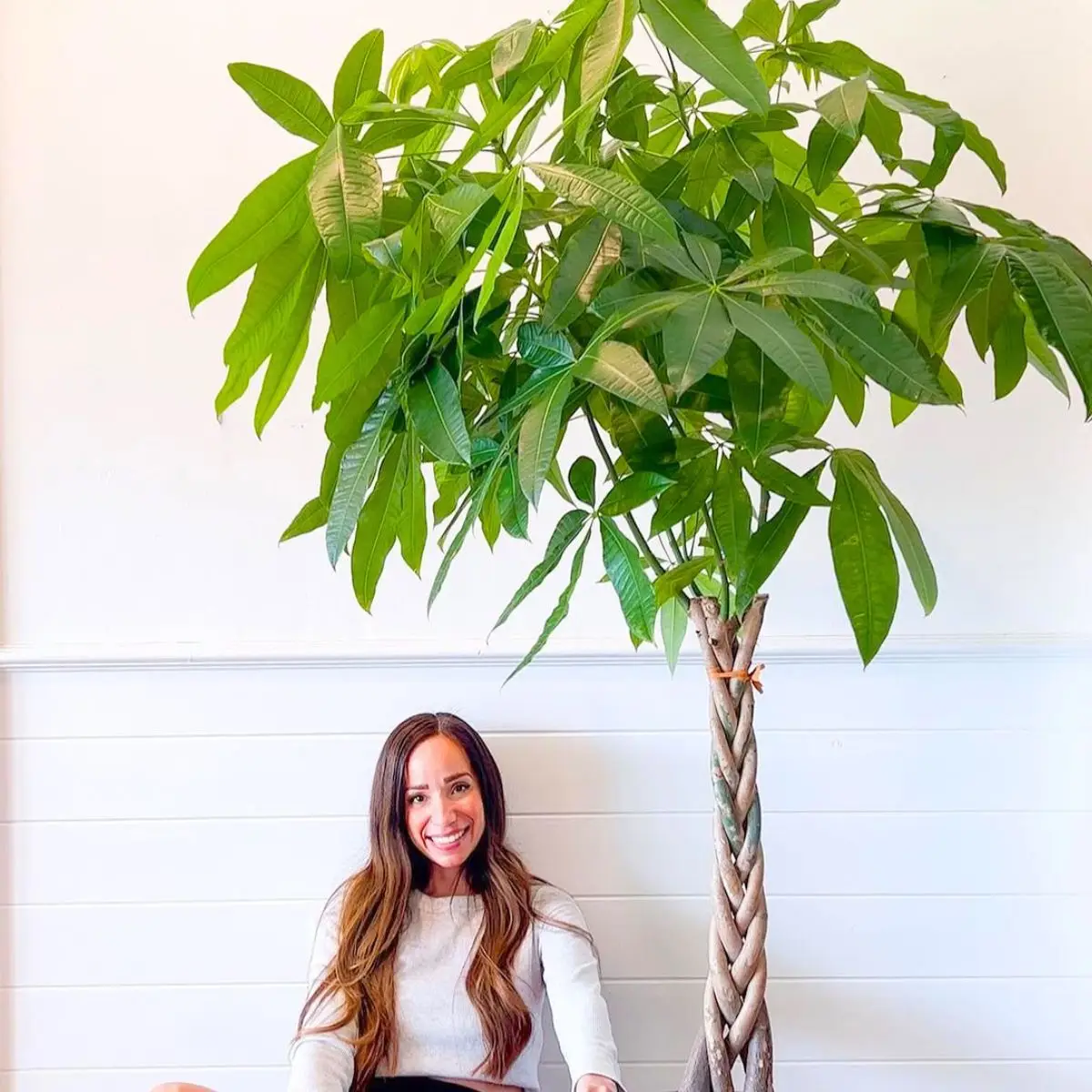 Pachira Aquatica, Commonly Known as the Money Tree - Thursd Article featured image