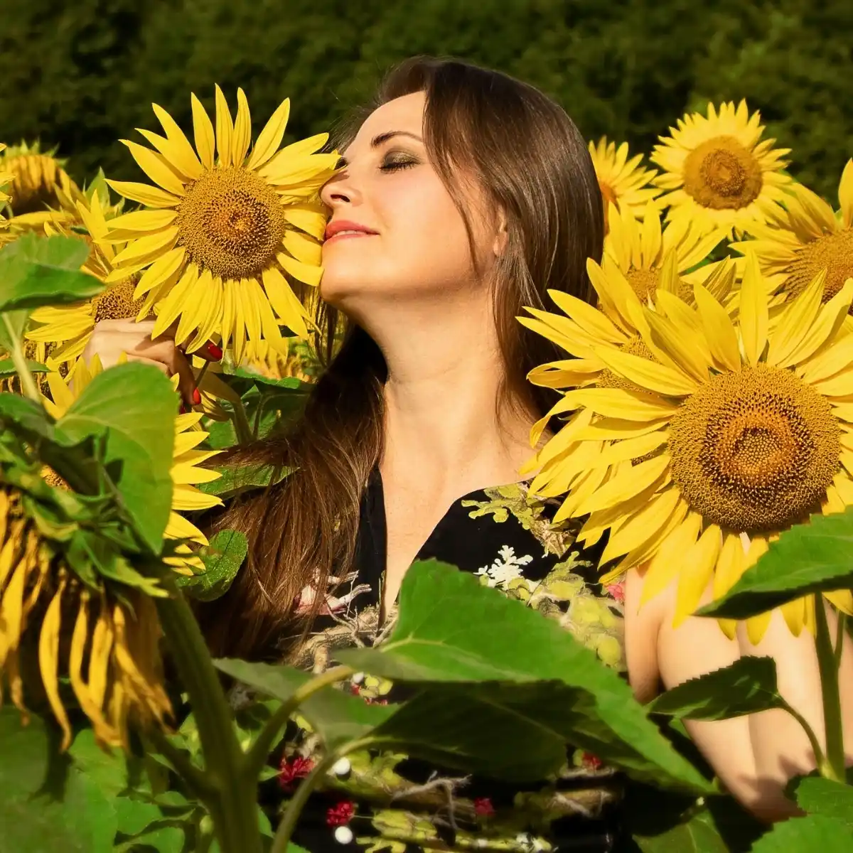 For Leos, Flowers Are More Than Decoration. They Are an Extension of Their Personality. Sunflowers, Marigolds, Dahlias, Hibiscus, Orchids, Snapdragons, and Calla Lilies Capture the Essence of Leo’s Fiery, Generous, and Charismatic Nature - Thursd Article