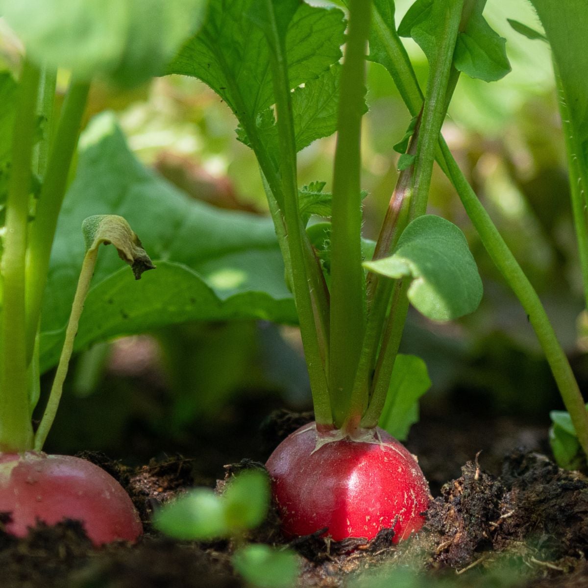 Corten steel raised beds Feature Image