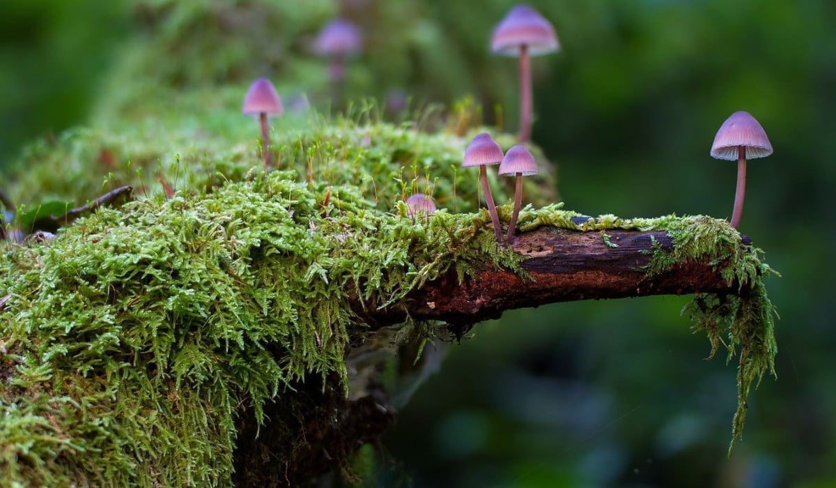 How Did Flowers Evolve and Why Do They Exist?