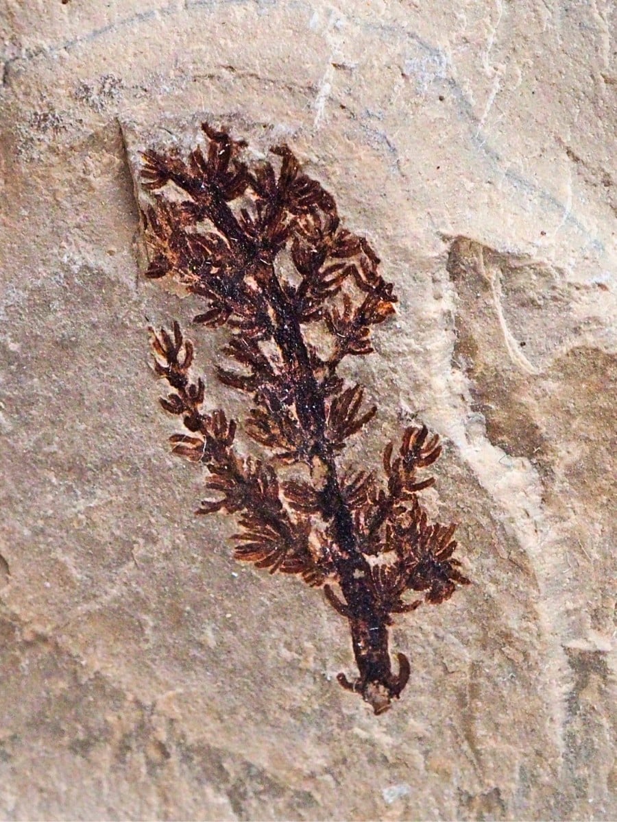 How Did Flowers Evolve and Why Do They Exist?