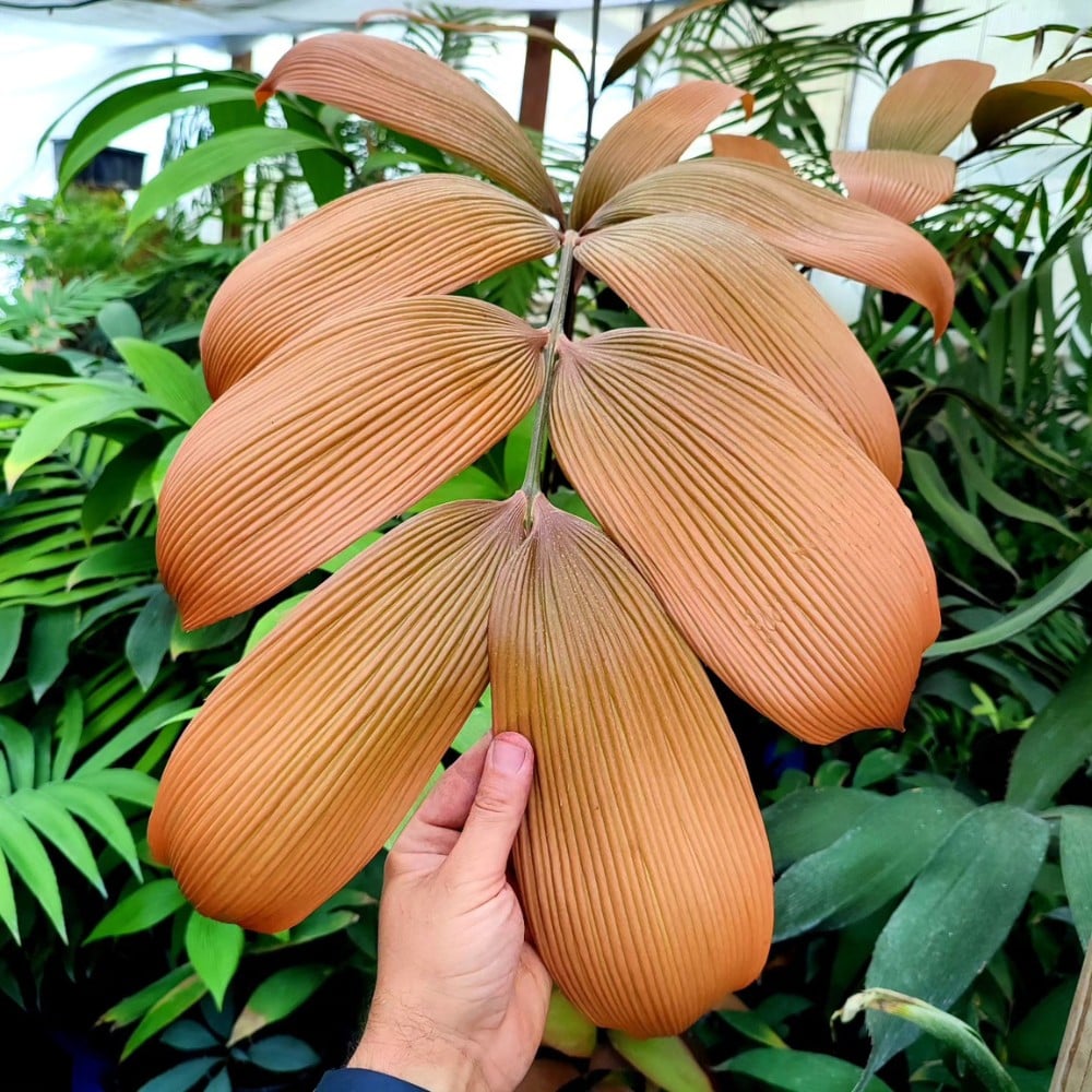 Origin and Evolution of Flowers and by Nature&rsquo;s Sense, Why Do They Exist?