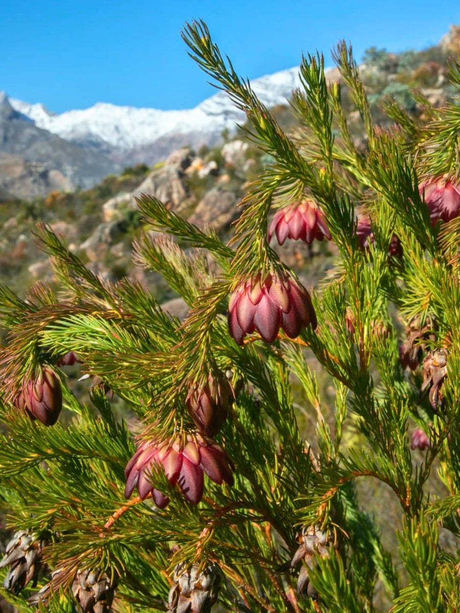 How Did Flowers Evolve and Why Do They Exist?