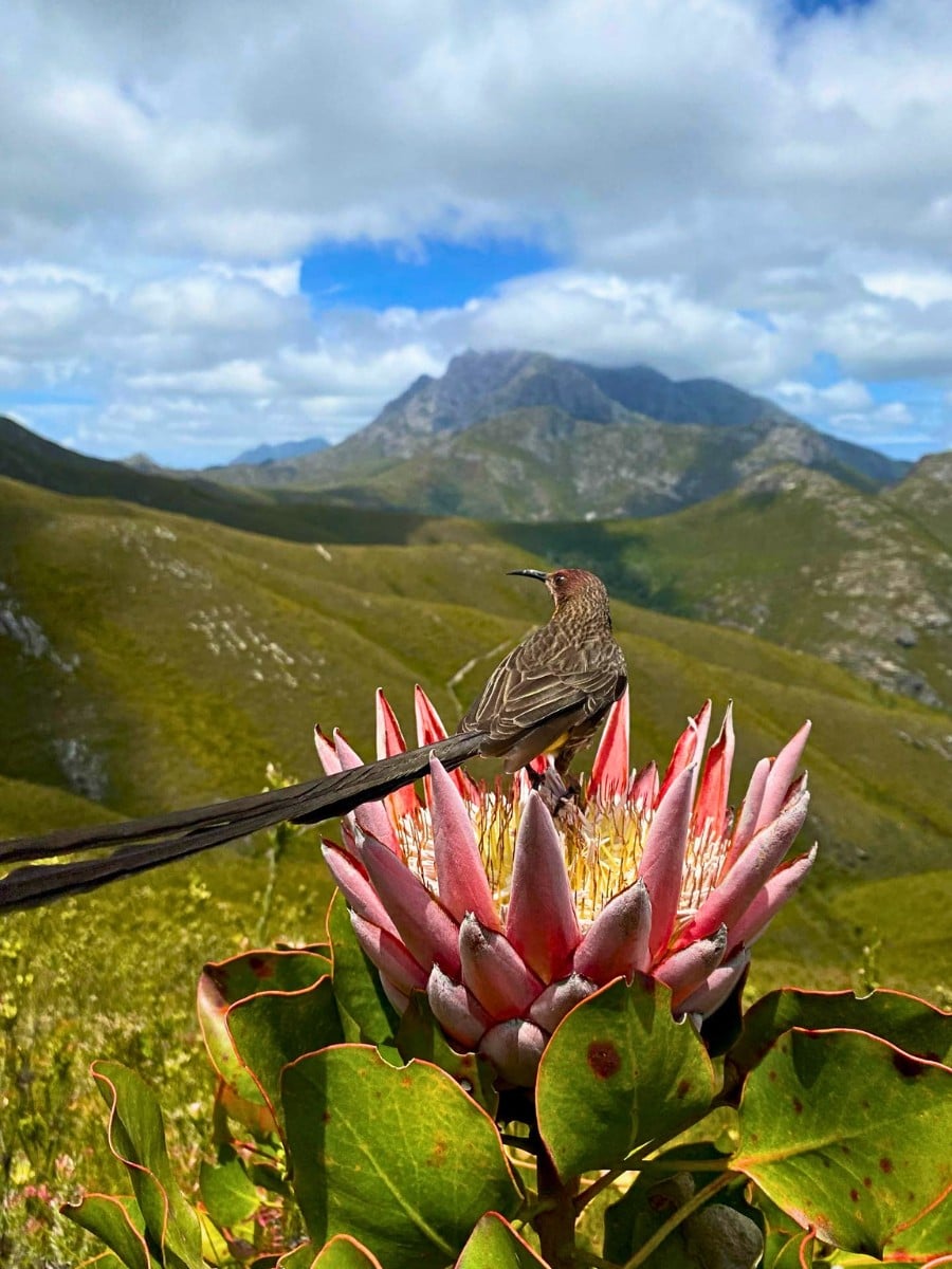 Origin and Evolution of Flowers and by Nature&rsquo;s Sense, Why Do They Exist?