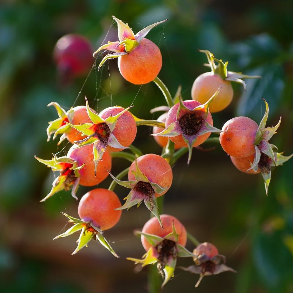 How Did Flowers Evolve and Why Do They Exist?