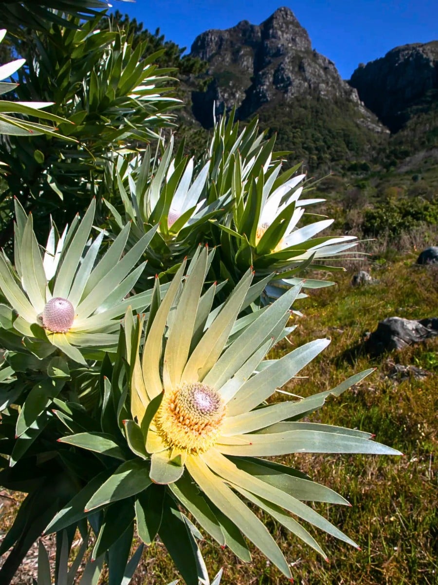 How Did Flowers Evolve and Why Do They Exist?