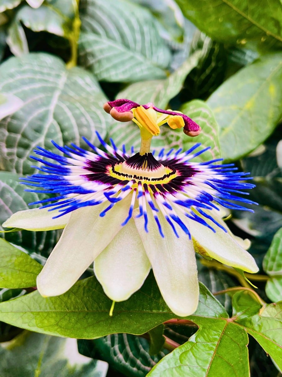 Origin and Evolution of Flowers and by Nature&rsquo;s Sense, Why Do They Exist?