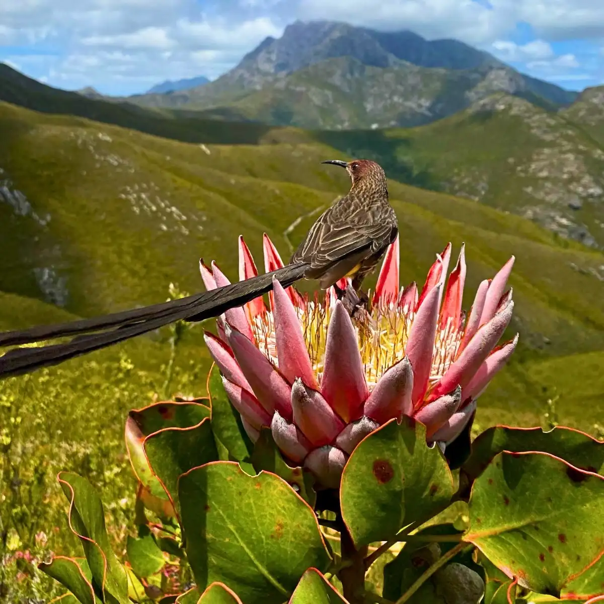 Origin and Evolution of Flowers and by Nature’s Sense, Why Do They Exist?