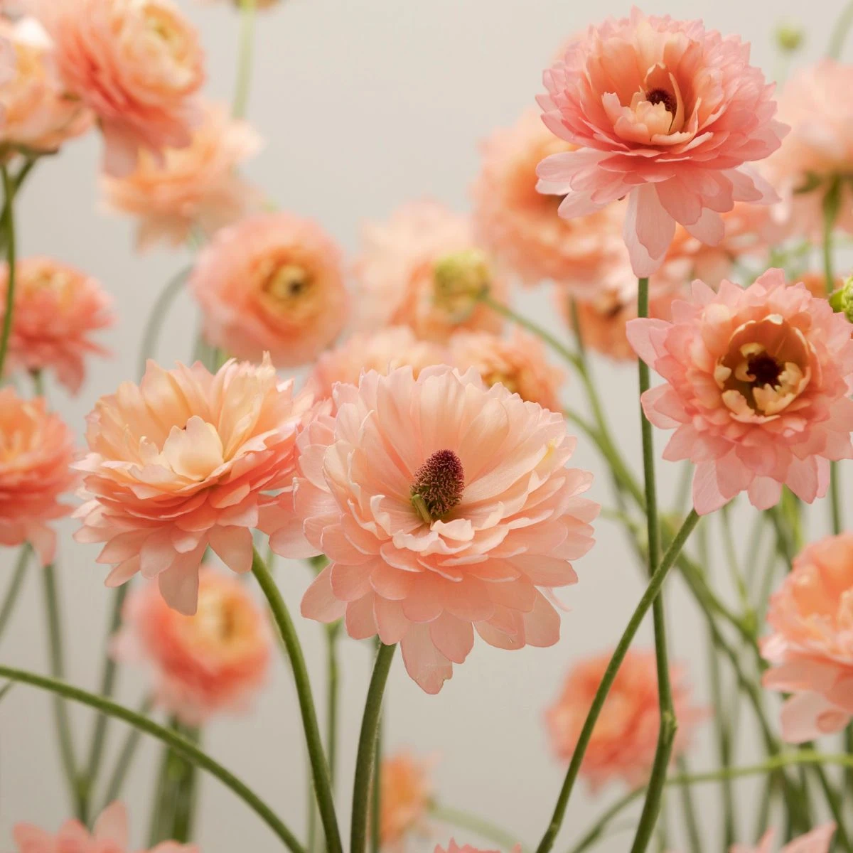 Ranunculus Natura Moderna