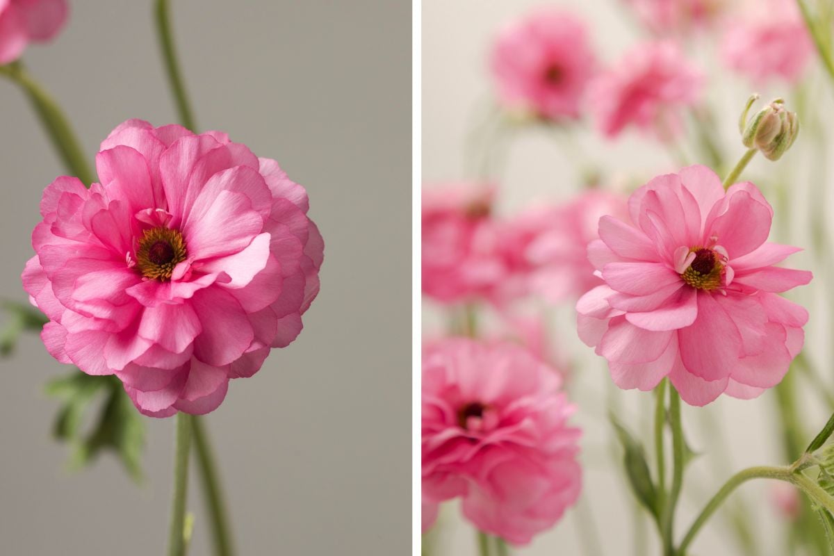 Pink Natura Moderna ranunculus by Floraprima Pink Natura Moderna ranunculus by Floraprima