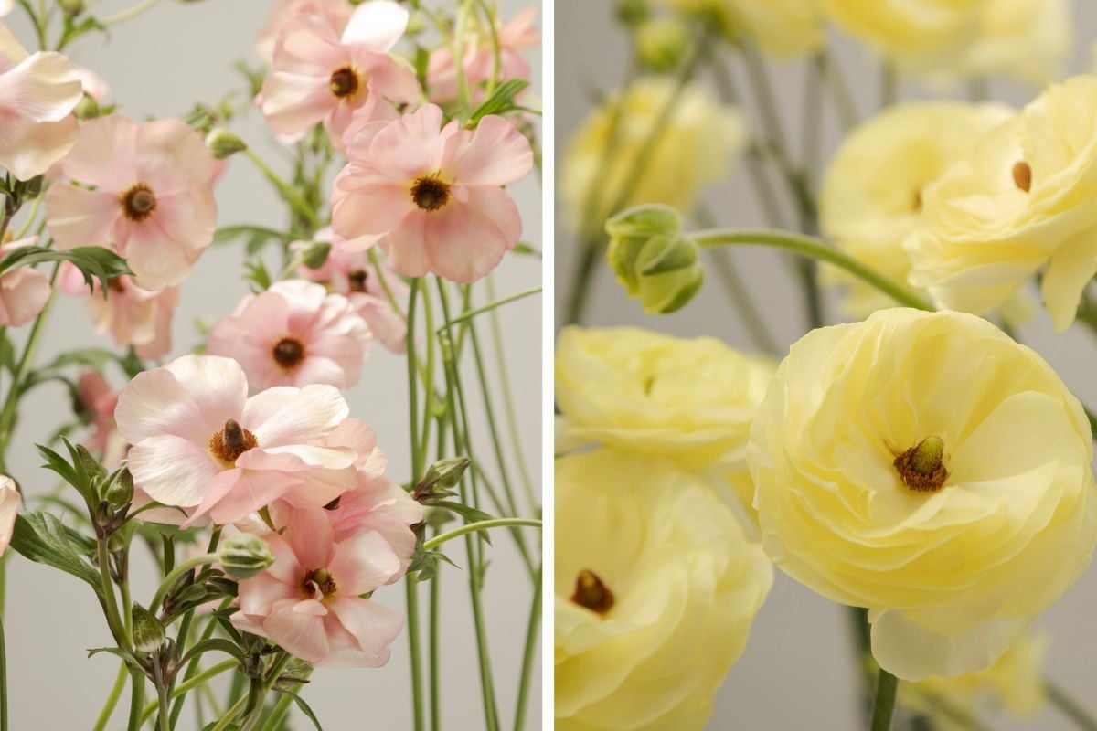 Peach and light yellow ranunculus by Floraprima