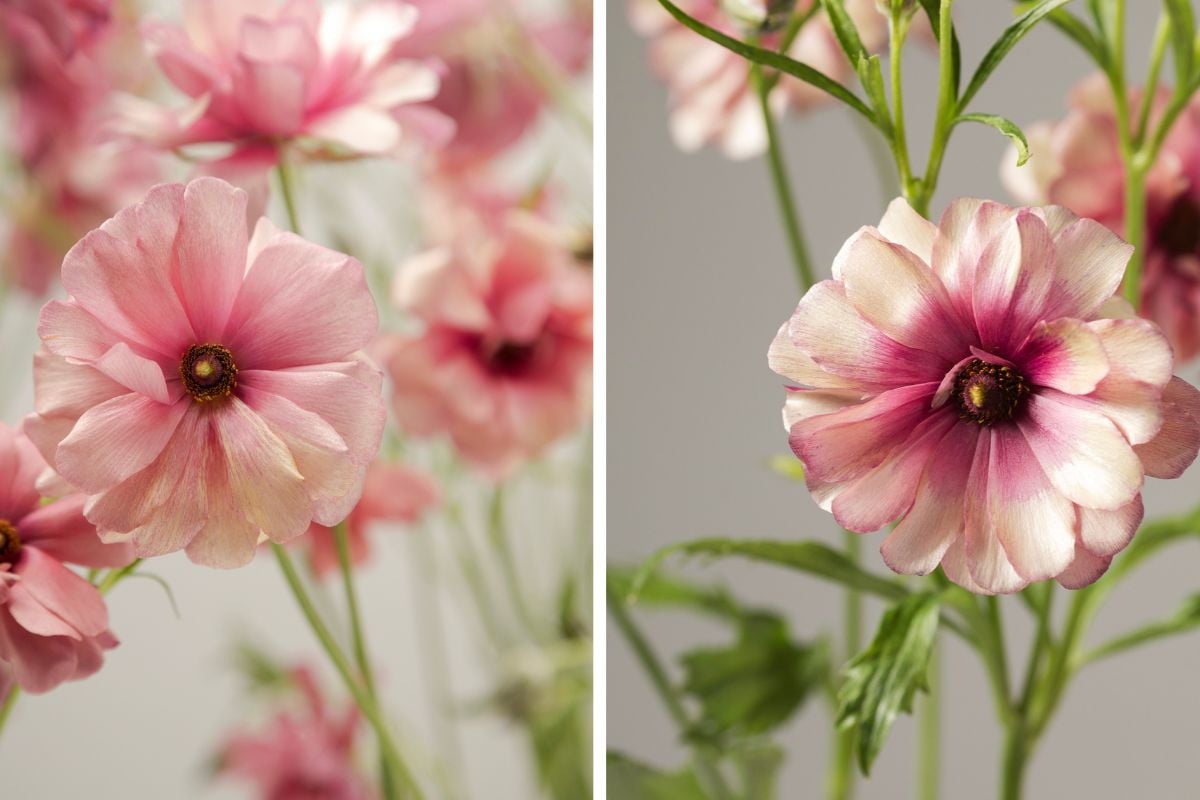 Mix of Natura Moderna Ranunculus Mix of Natura Moderna Ranunculus