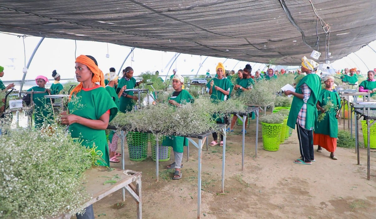 How the Ethiopian Horticulture Producer Exporters Association (EHPEA) Promotes Community Development Initiatives Around Ethiopian Flower Farming Clusters