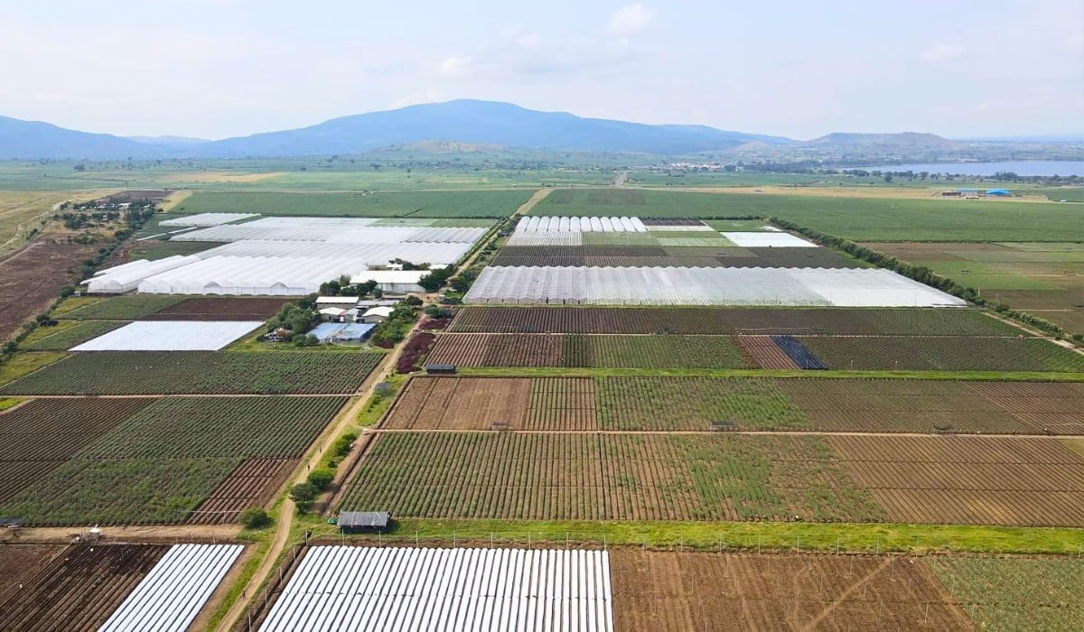 How the Ethiopian Horticulture Producer Exporters Association (EHPEA) Promotes Community Development Initiatives Around Ethiopian Flower Farming Clusters