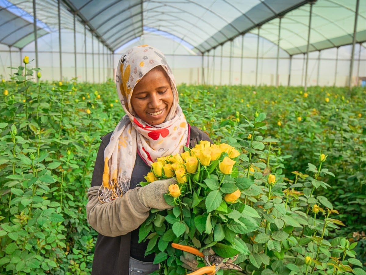 How the Ethiopian Horticulture Producer Exporters Association (EHPEA) Promotes Community Development Initiatives Around Ethiopian Flower Farming Clusters