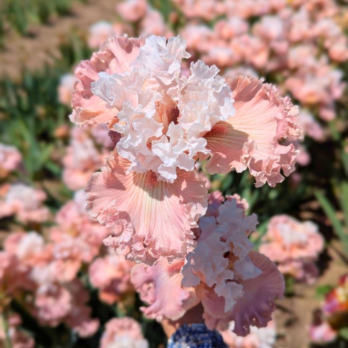 Goodluck flowers