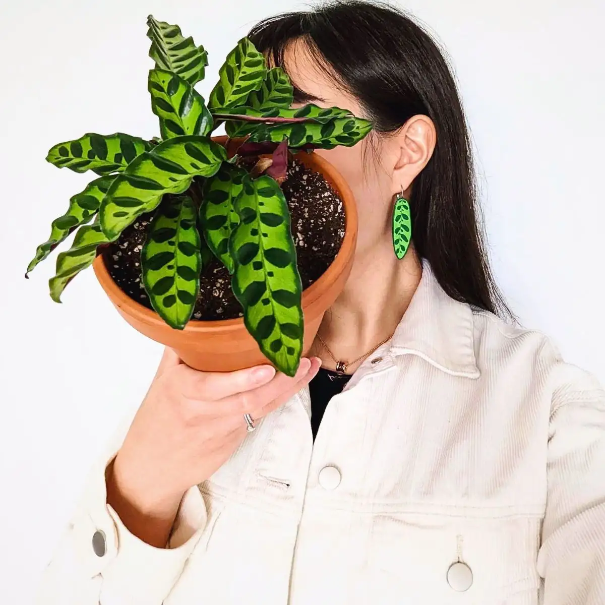 The Alluring and Easy-To-Grow Calathea Rattlesnake Plant