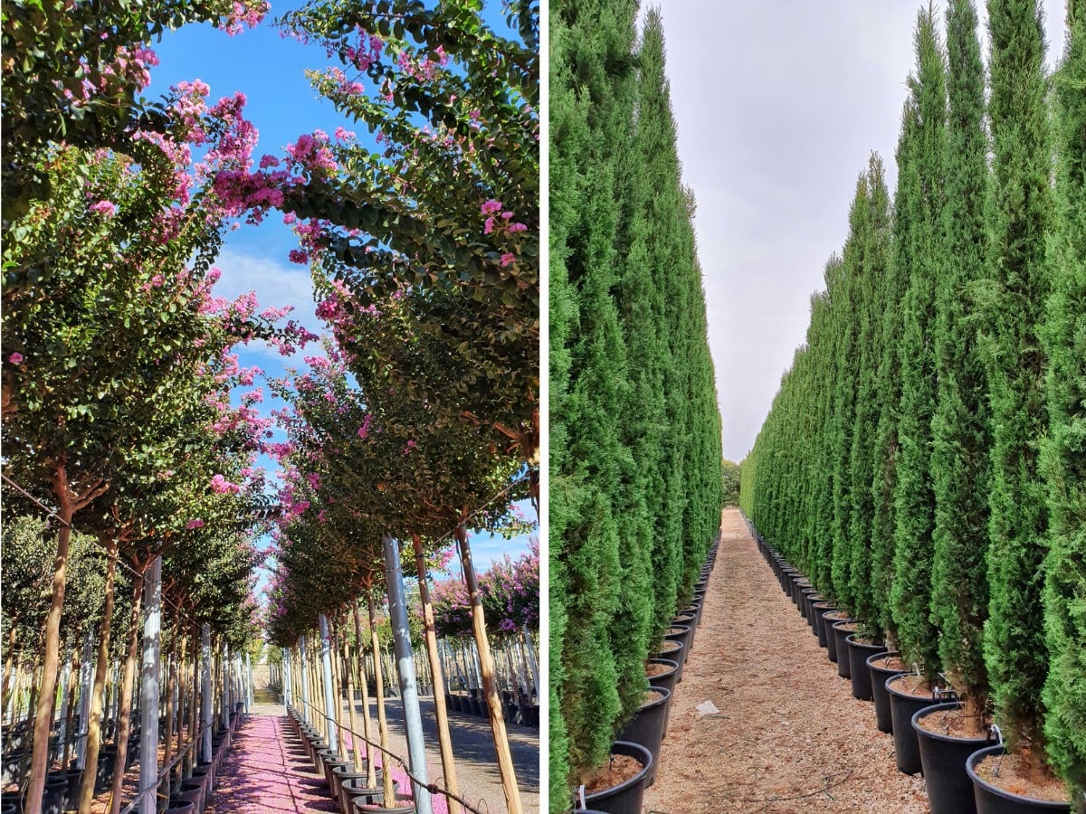 More Participants Join Landscape Istanbul Fair 2026, Hosted by Athena Fairs Inc., Including Taiwan Orchid Growers Association (TOGA) and Spain&rsquo;s IF Plants.