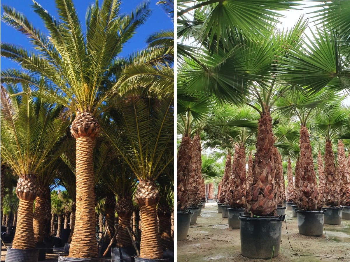 More Participants Join Landscape Istanbul Fair 2026, Hosted by Athena Fairs Inc., Including Taiwan Orchid Growers Association (TOGA) and Spain&rsquo;s IF Plants.