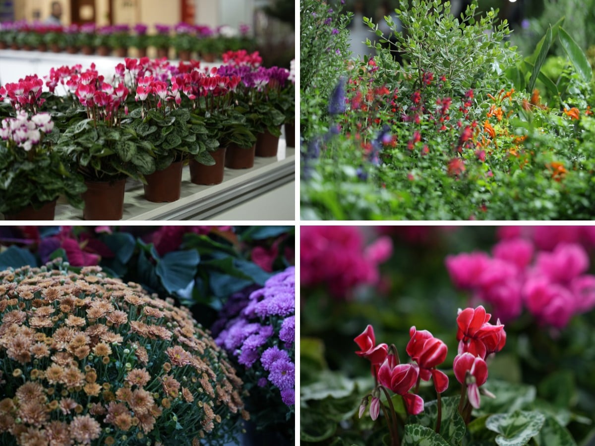 More Participants Join Landscape Istanbul Fair 2026, Hosted by Athena Fairs Inc., Including Taiwan Orchid Growers Association (TOGA) and Spain&rsquo;s IF Plants.
