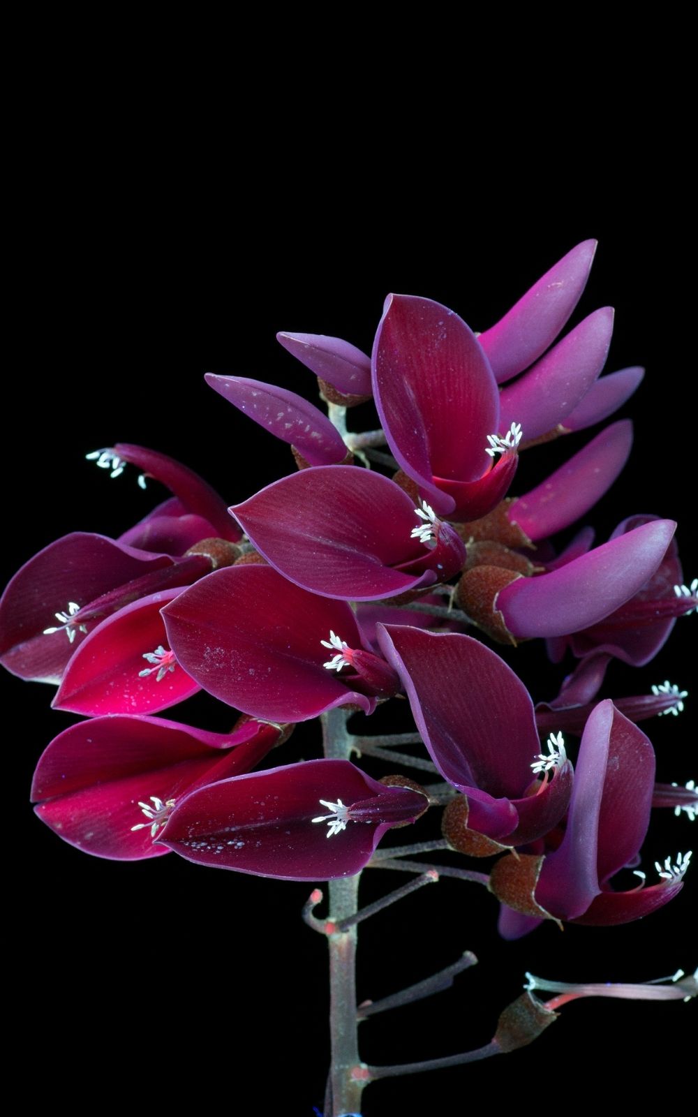 Craig Burrows - Ultraviolet Induced Fluorescence - Erythrina - coral tree