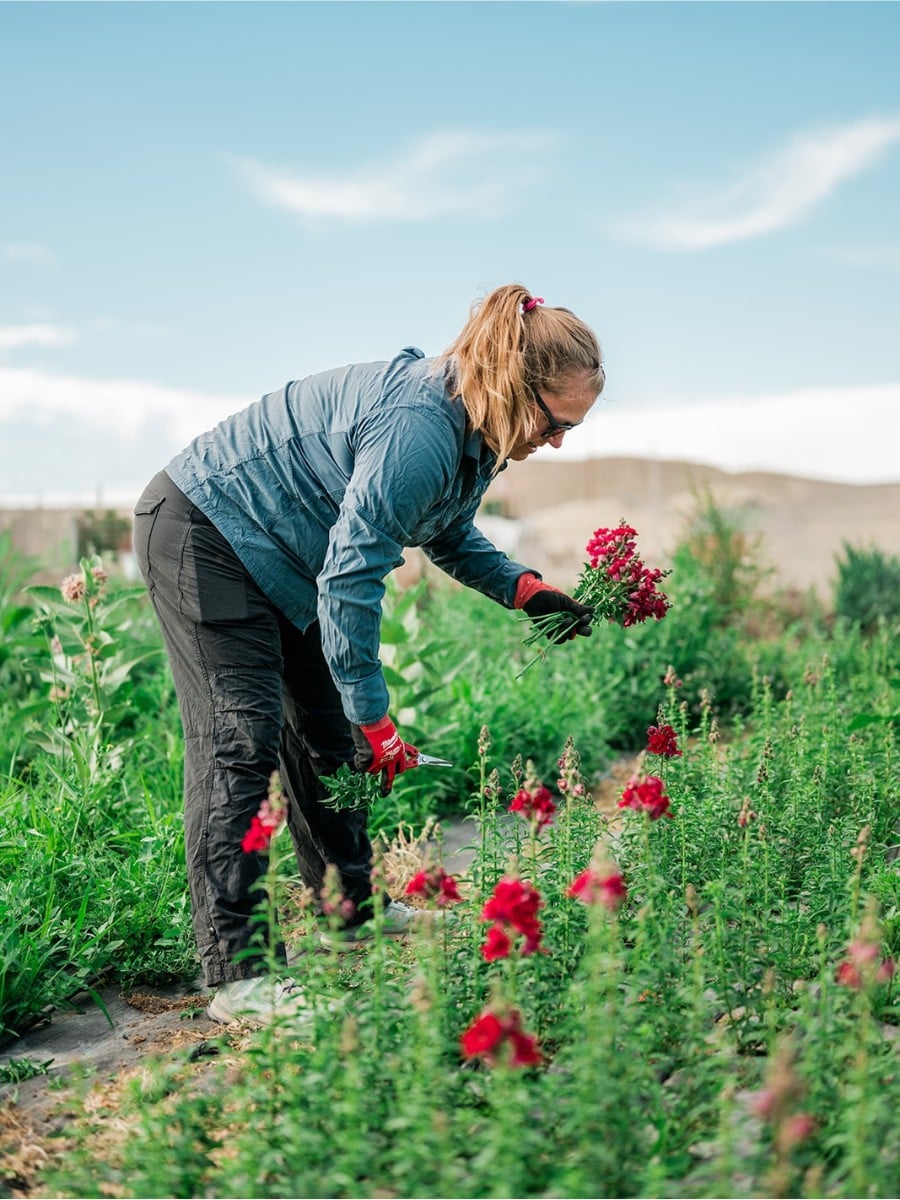 Sustainabloom, the initiative by the American Floral Endowment that helps the floral industry put sustainability research into practice, has released the free Sustainability Planning Template for Flower Growers.