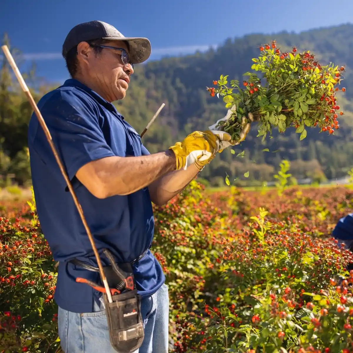 Permaculture Is the Sustainable Approach for Growing Sustainable Flowers in Harmony With Nature - Thursd Article