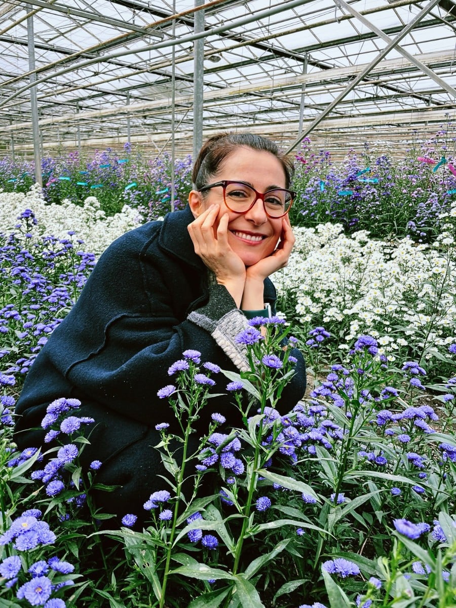 How Aster Flower Breeding Works