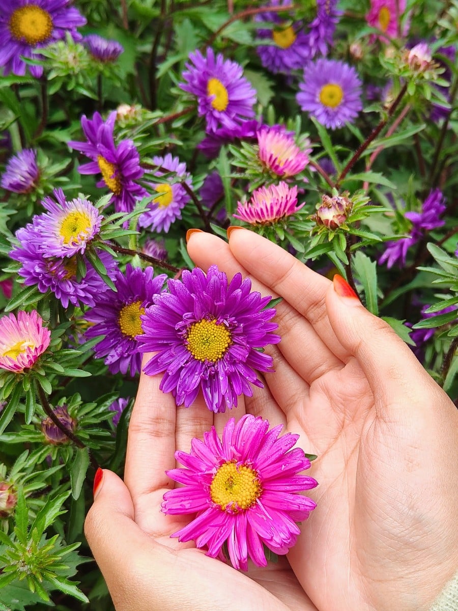Creating a New Perennial Aster Variety