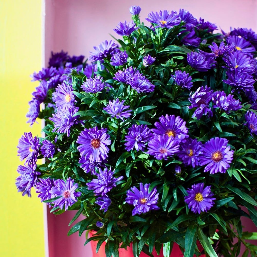 How Aster Flower Breeding Works