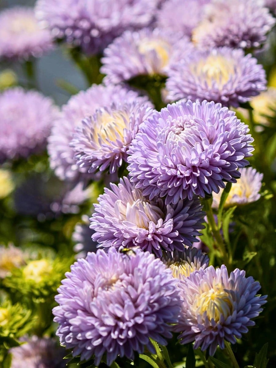 How Aster Flower Breeding Works